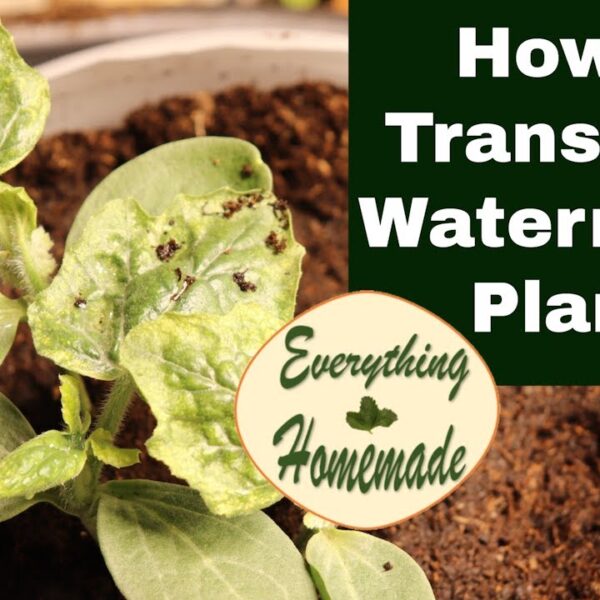 How to Transplant Watermelon Seedlings