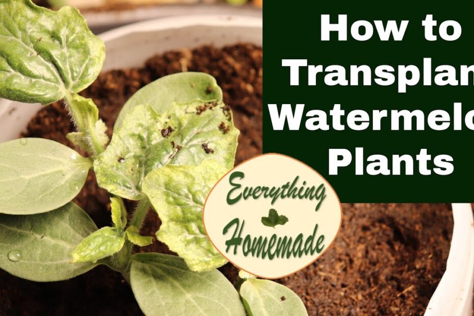 How to Transplant Watermelon Seedlings