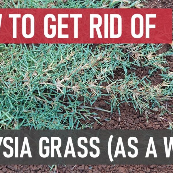 How to Treat Weeds in Zoysia Grass