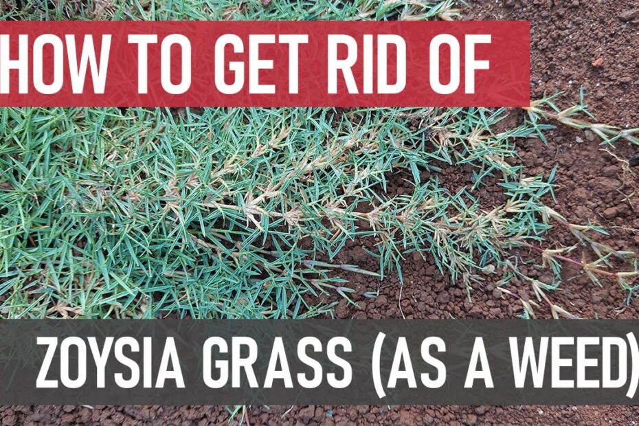 How to Treat Weeds in Zoysia Grass