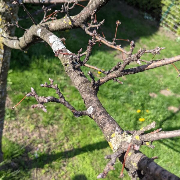 Is My Crabapple Tree Dead