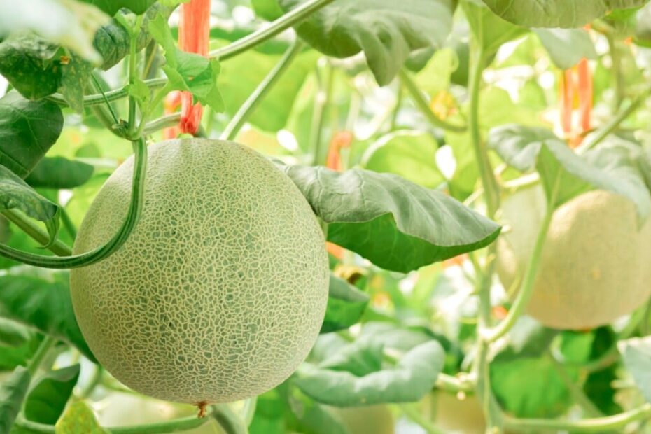 What Can I Plant Next to Cantaloupe