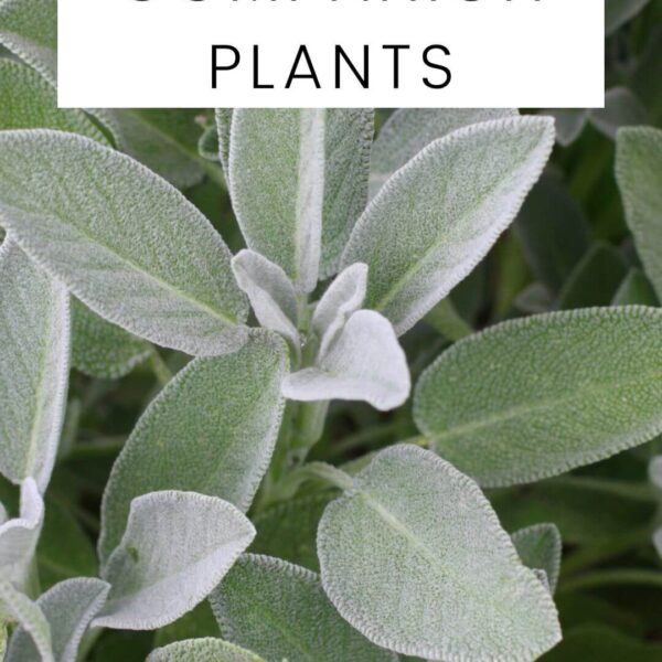 What Can I Plant with Sage