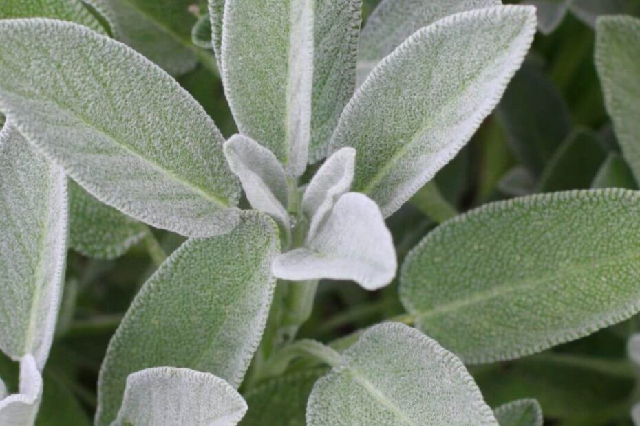 What Can I Plant with Sage