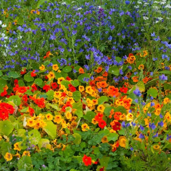 What Flowers to Plant with Nasturtiums