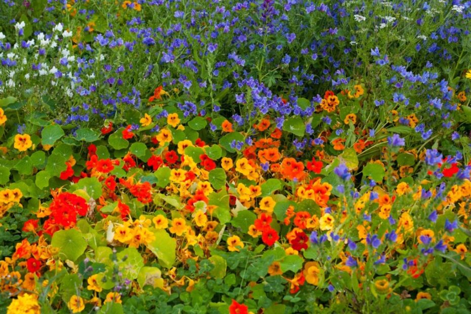 What Flowers to Plant with Nasturtiums