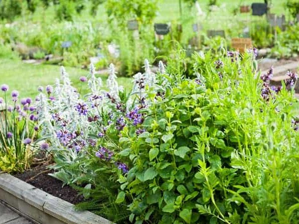 What Vegetables Not to Plant with Lavender
