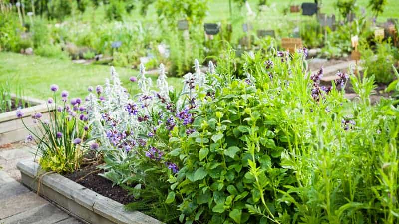 What Vegetables Not to Plant with Lavender