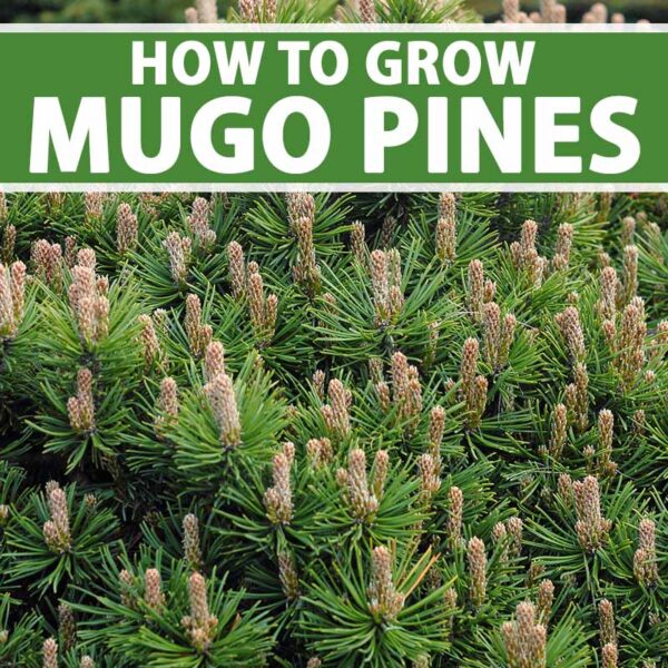 When to Plant Mugo Pine