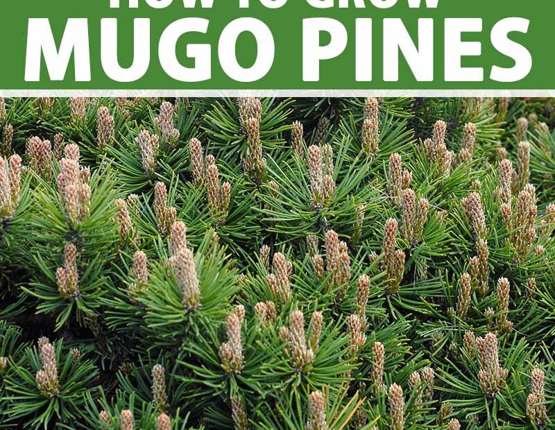 When to Plant Mugo Pine