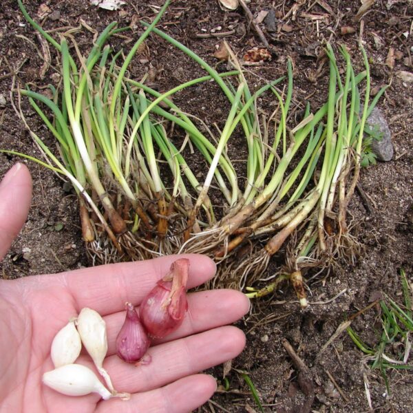 When to Plant Onions in Utah