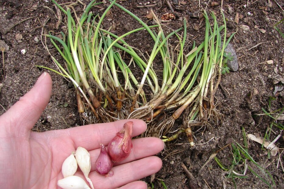 When to Plant Onions in Utah