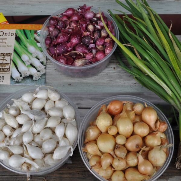 When to Plant Onions in Washington State
