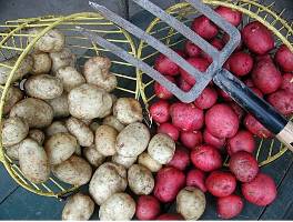 When to Plant Potatoes in Eastern Nc