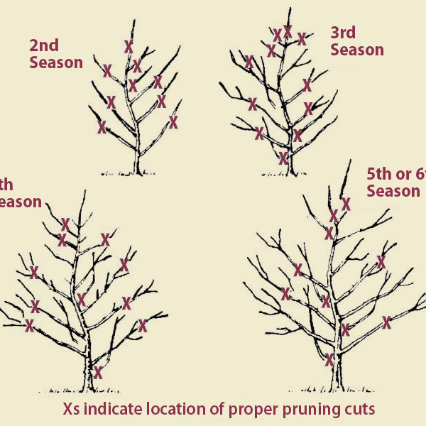When to Trim Apple Trees in Michigan