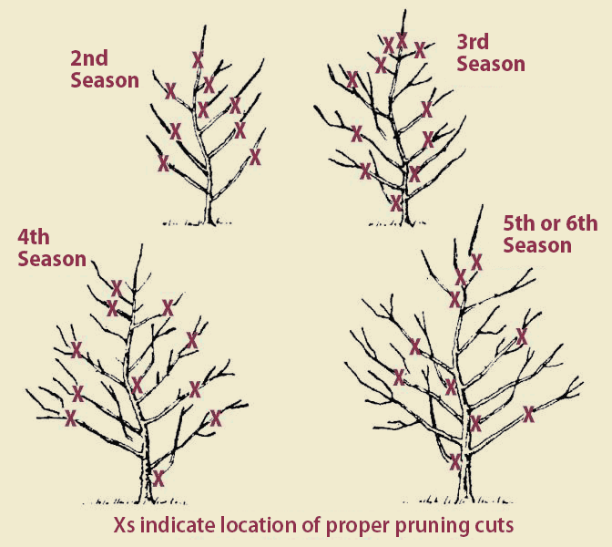 When to Trim Apple Trees in Michigan