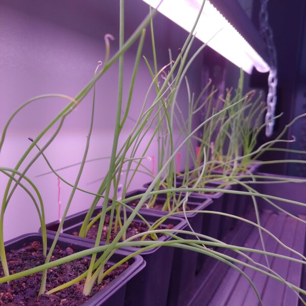 Why Are My Onion Seedlings Falling Over