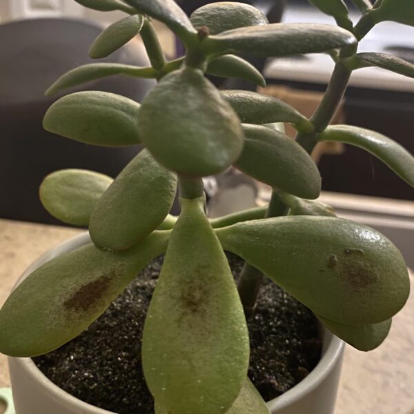 Why Does My Jade Plant Have Brown Spots