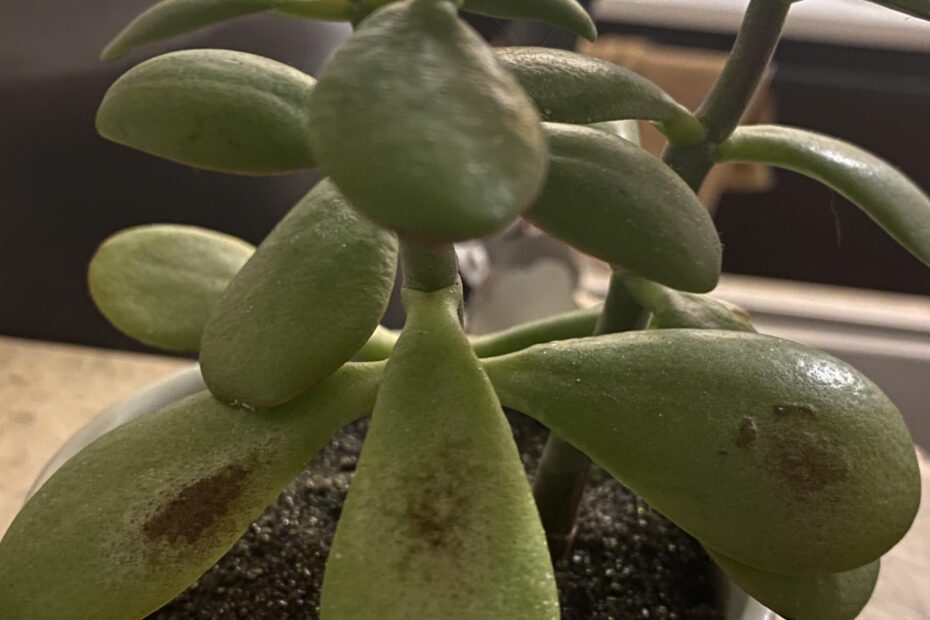 Why Does My Jade Plant Have Brown Spots