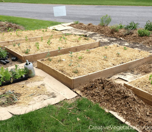 Why is My Garden Not Growing