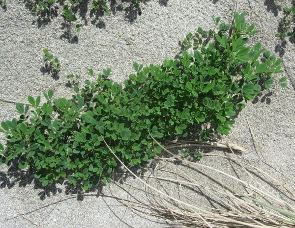 Will Clover Grow in Sandy Soil