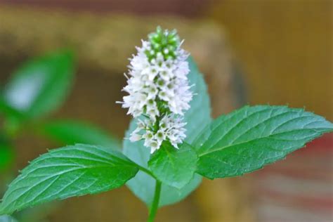 Are Mint Flowers Edible