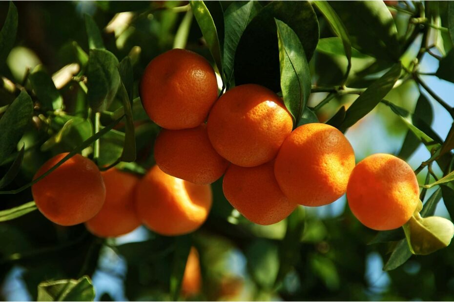 Are Orange Trees Toxic to Dogs