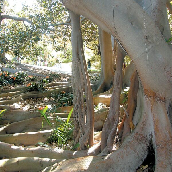 Are There Banyan Trees in California