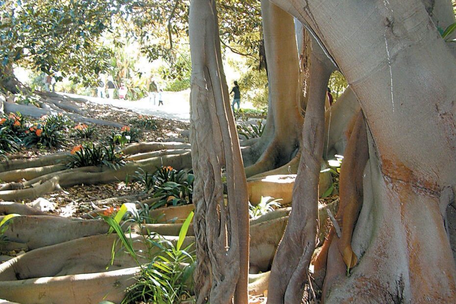 Are There Banyan Trees in California