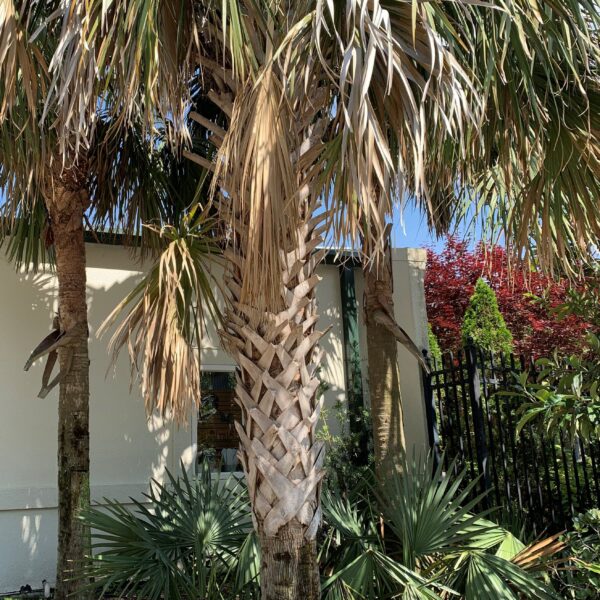 Are There Palm Trees in Nc