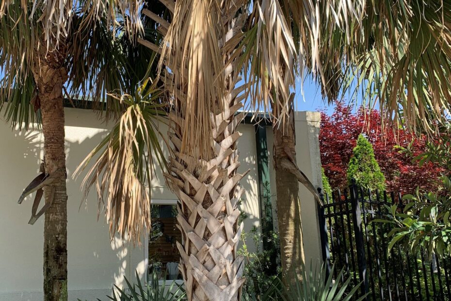 Are There Palm Trees in Nc