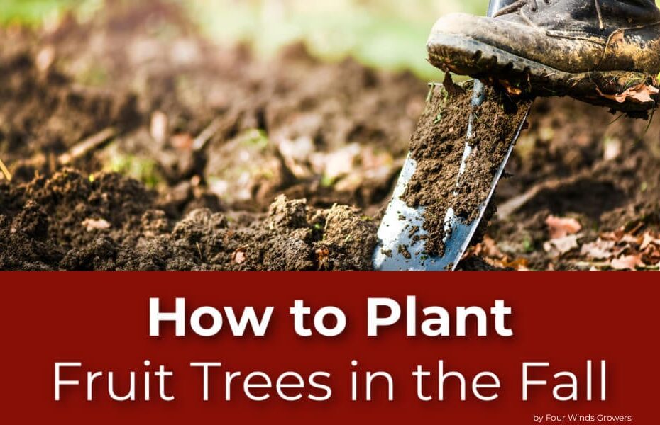 Can Fruit Trees Be Planted in the Fall