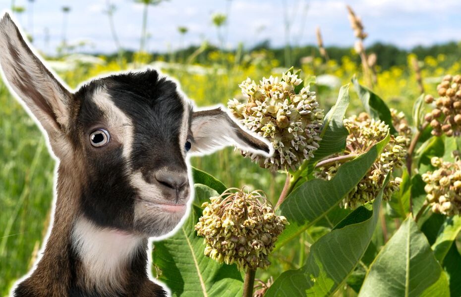 Can Goats Eat Milkweed