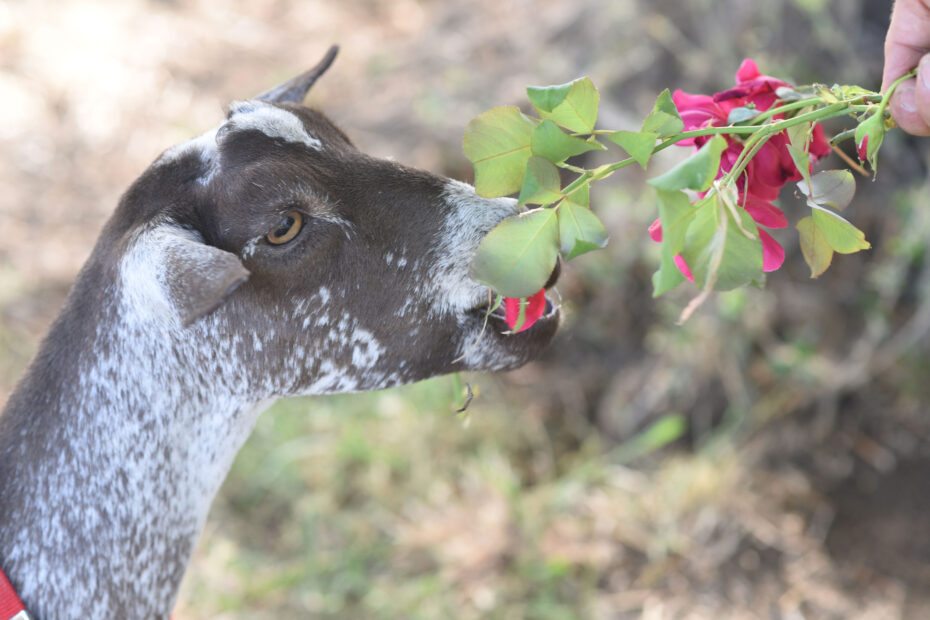 Can Goats Eat Rose Bushes