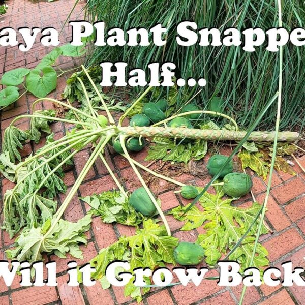 Can I Cut My Papaya Tree in Half
