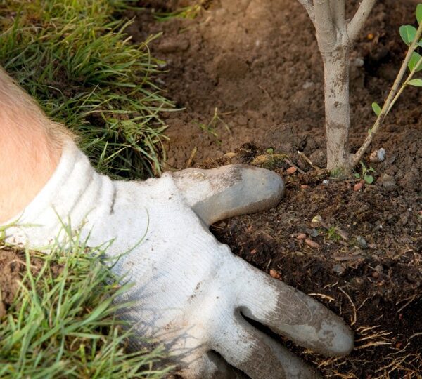 Can I Plant a Tree in the Summer
