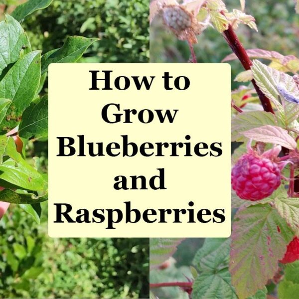 Can I Plant Blueberries and Raspberries Together