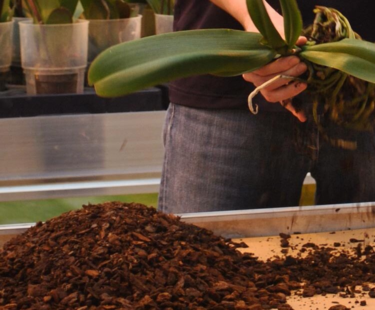 Can I Use Orchid Potting Mix for Other Plants