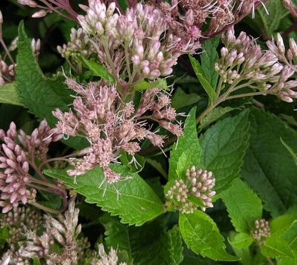 Can Joe Pye Weed Be Grown in Containers