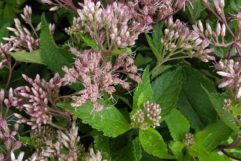 Can Joe Pye Weed Be Grown in Containers