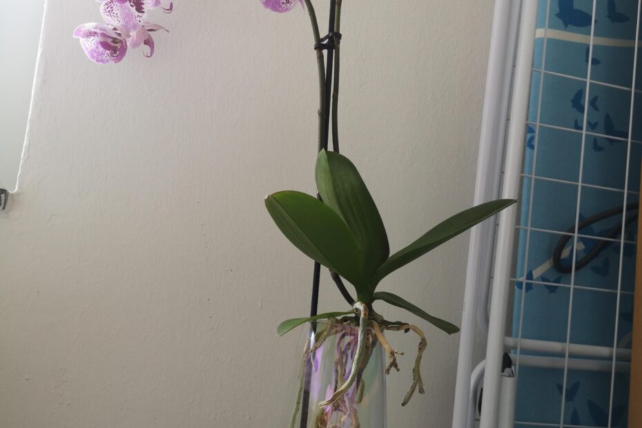 Can Orchids Grow Without Soil