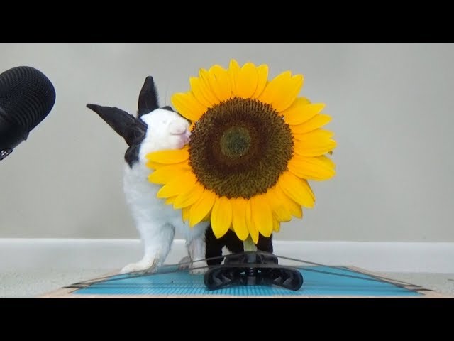 Can Rabbits Eat Sunflowers