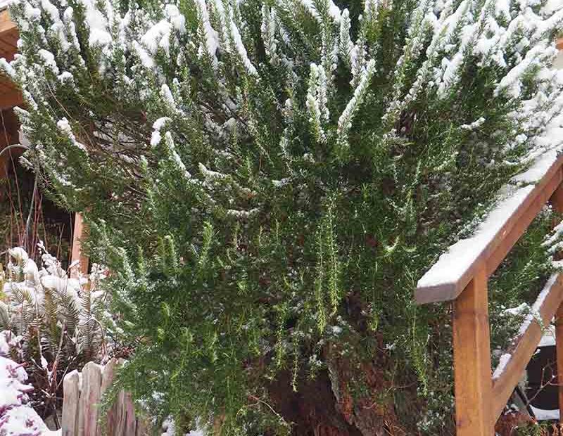 Can Rosemary Survive Winter in Zone 5