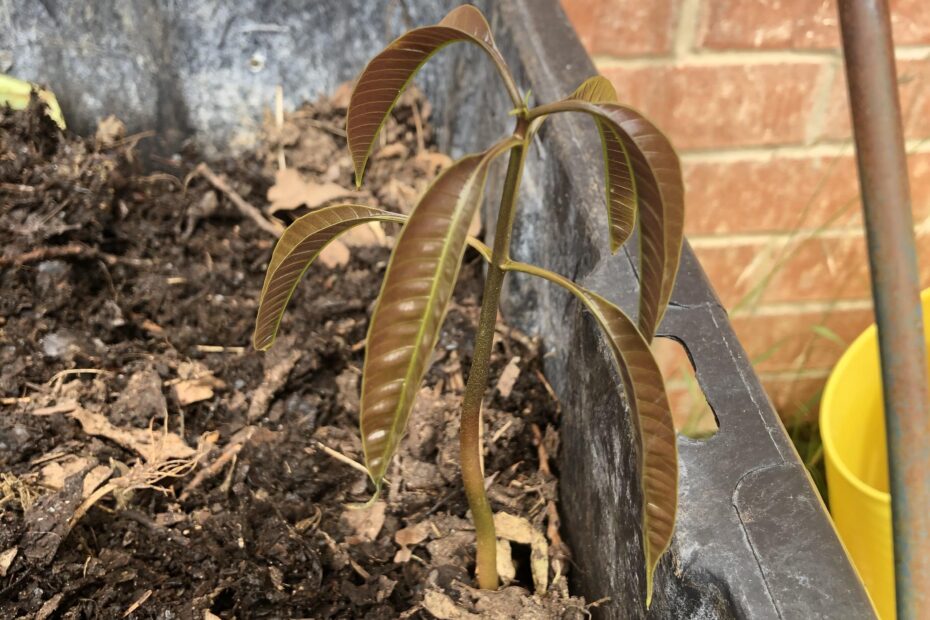 Can You Compost Mango Pits