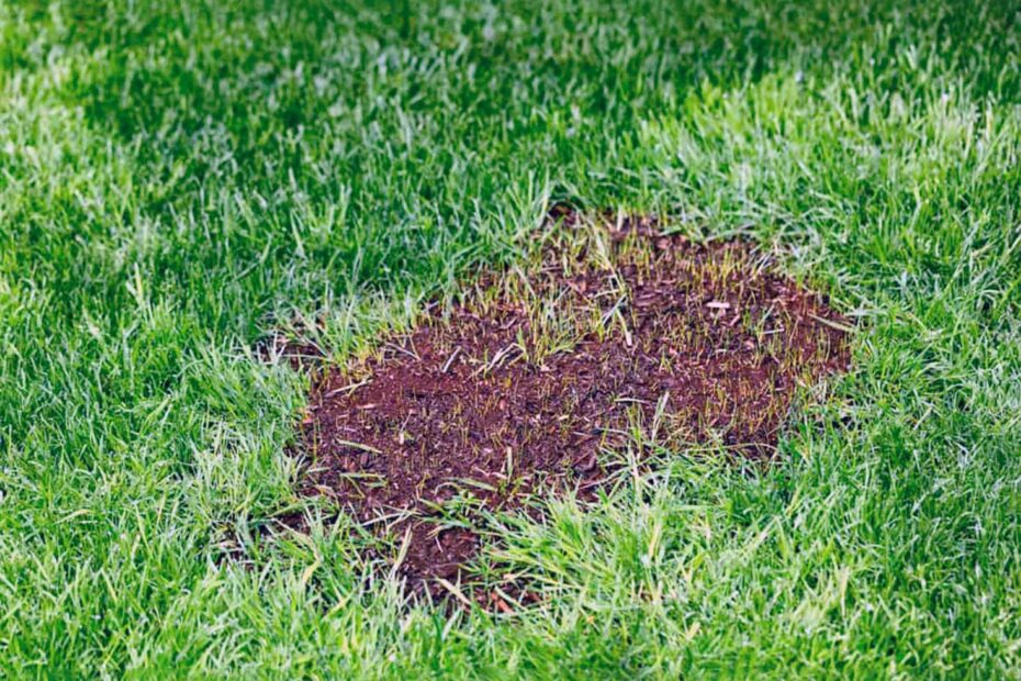 Can You Cover Grass Seed with Grass Clippings