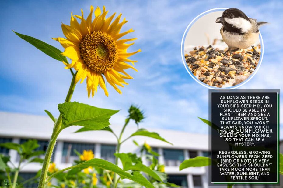 Can You Plant Bird Seed Sunflower Seeds