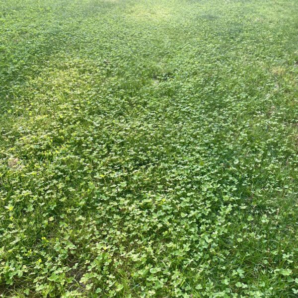 Can You Plant Clover in the Spring