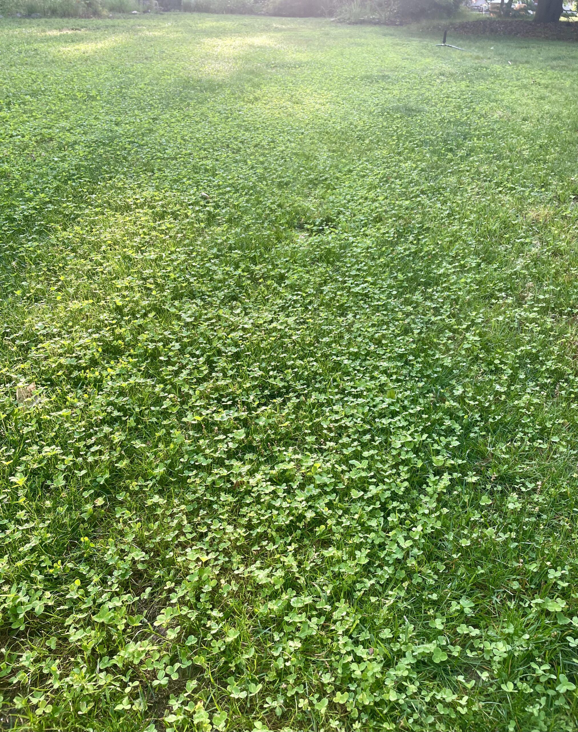 Can You Plant Clover in the Spring