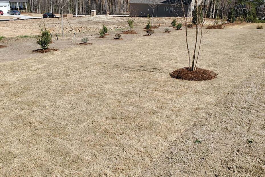 Can You Plant Sod in Winter