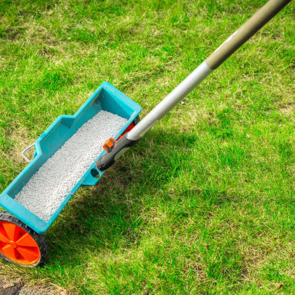 Can You Put Fertilizer on Wet Grass
